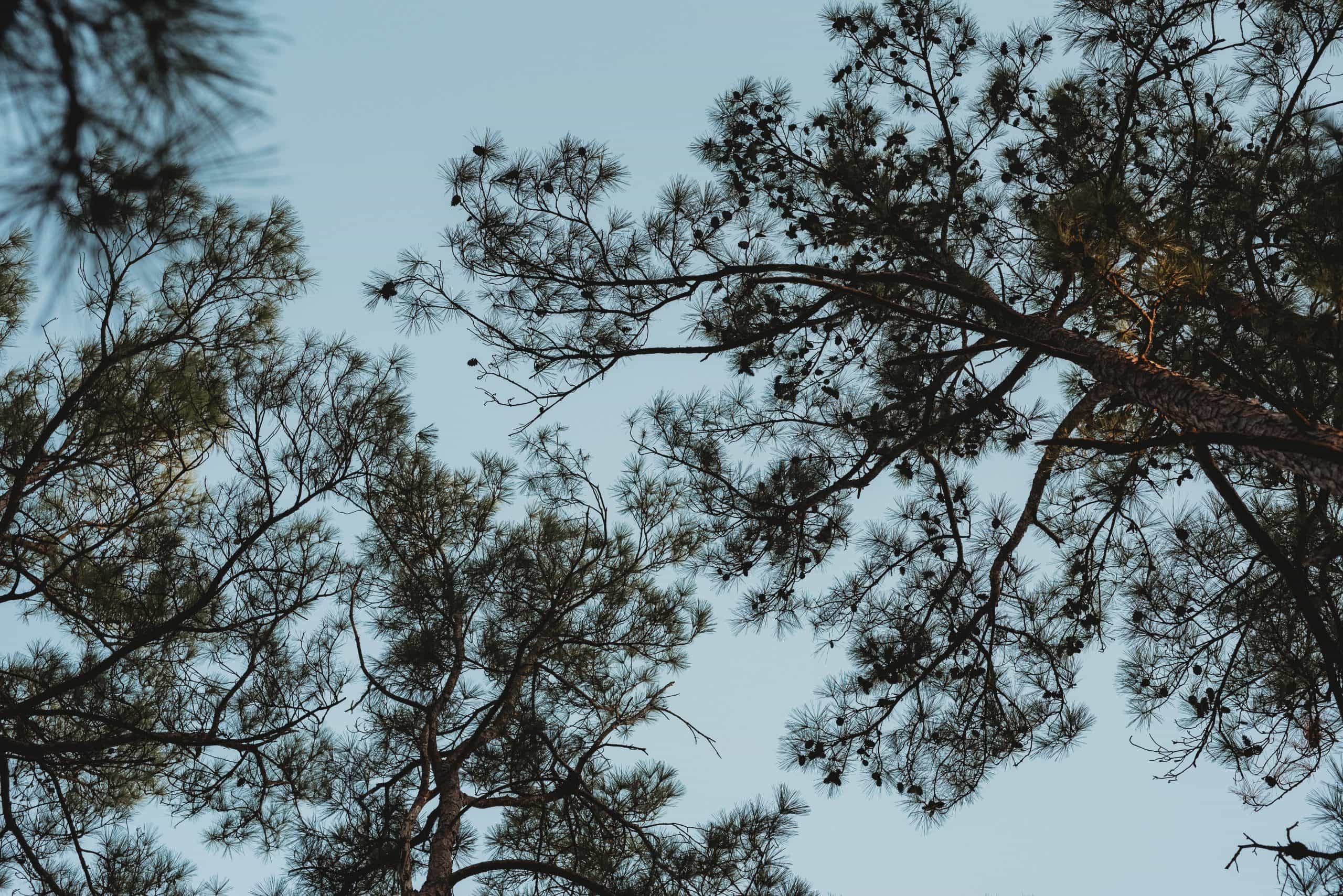 Bastrop State Park | Uncategorized - Jennifer Duke Photography