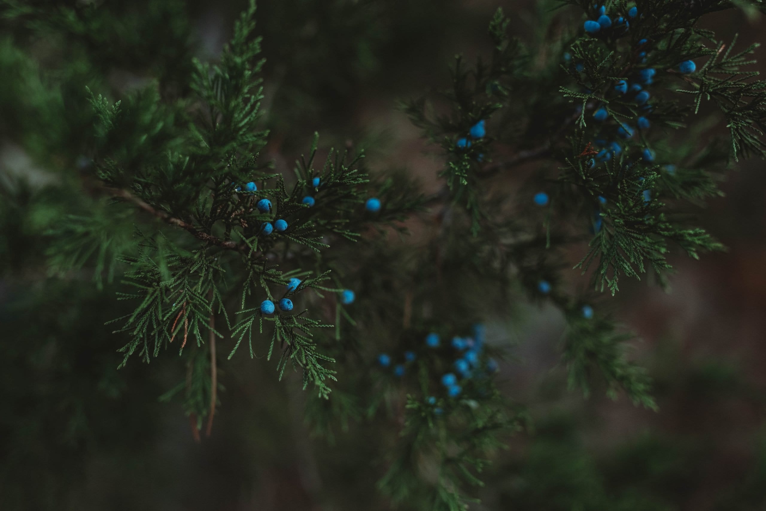 Bastrop State Park | Uncategorized - Jennifer Duke Photography