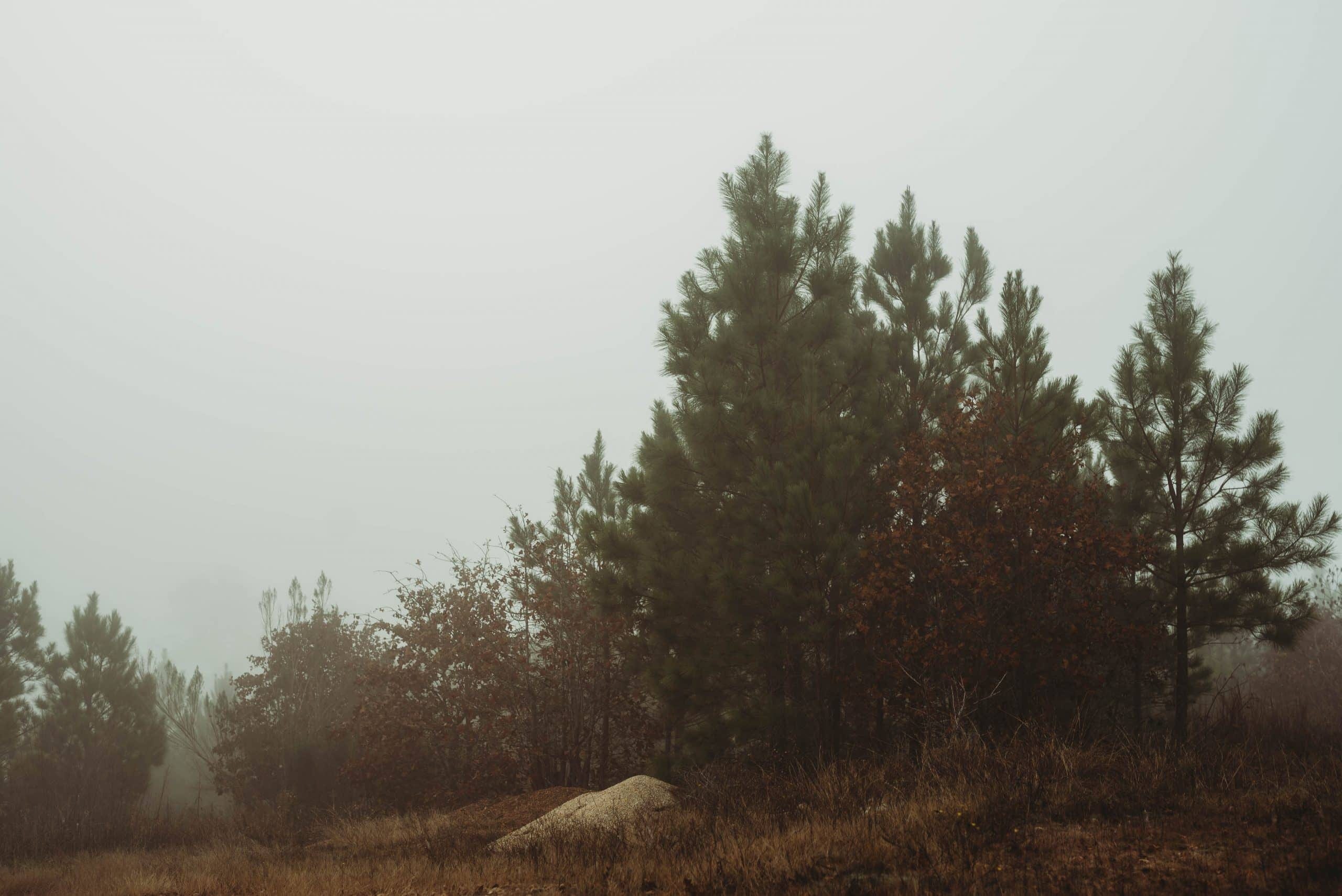 Bastrop State Park | Uncategorized - Jennifer Duke Photography