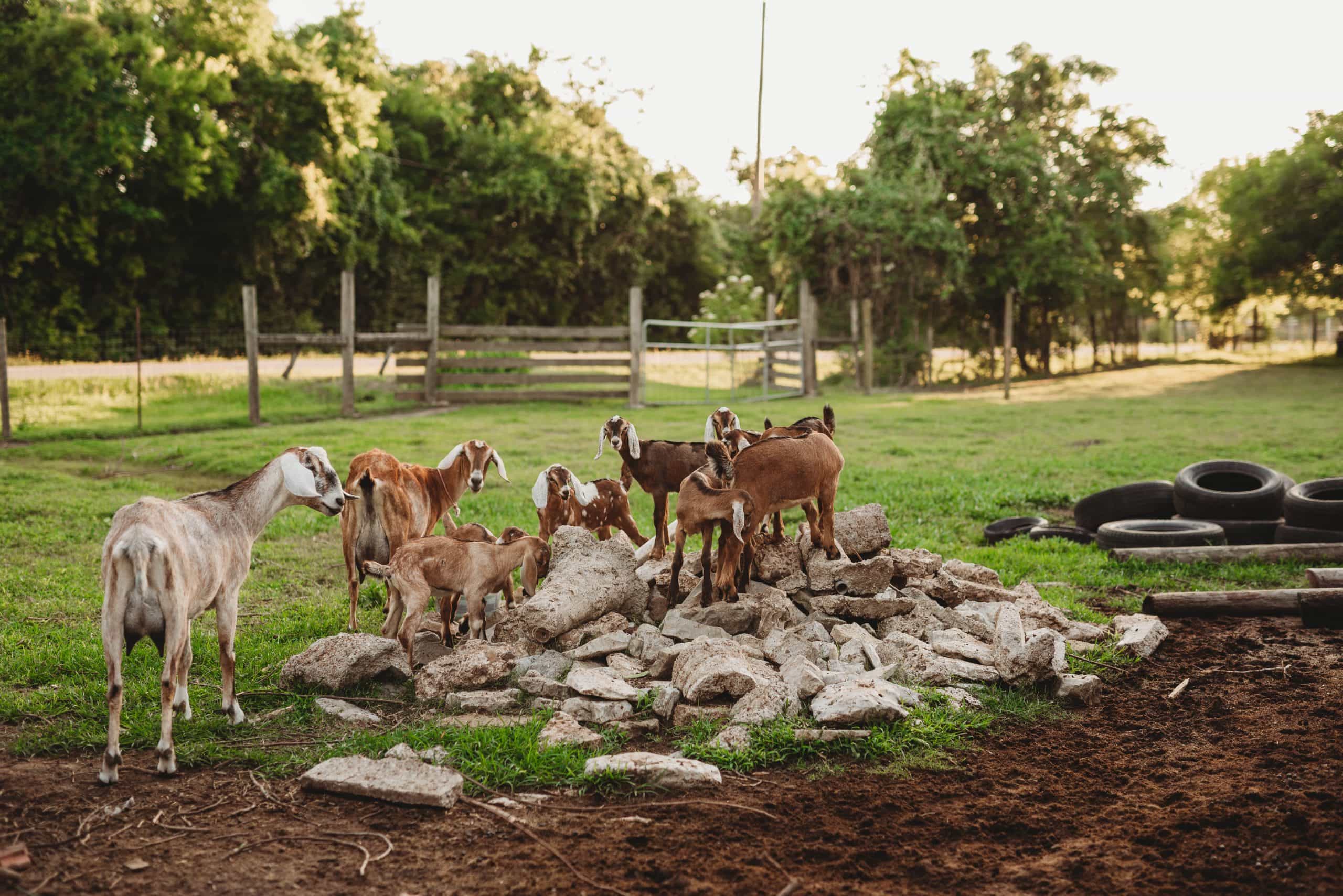 Babies and Puppies and Kiddies, Oh My! | Personal, The Farm - Jennifer Duke Photography