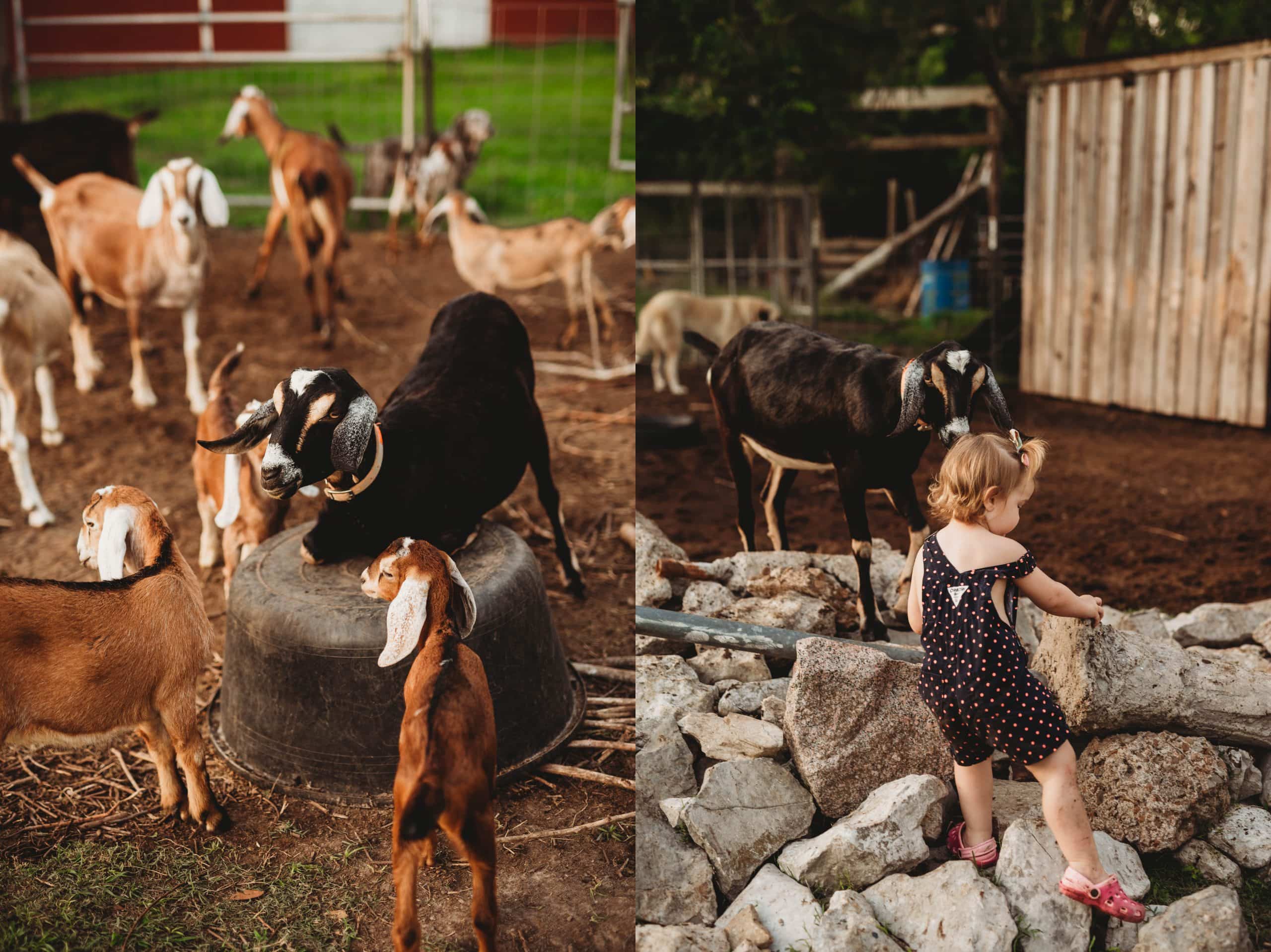 Babies and Puppies and Kiddies, Oh My! | Personal, The Farm - Jennifer Duke Photography