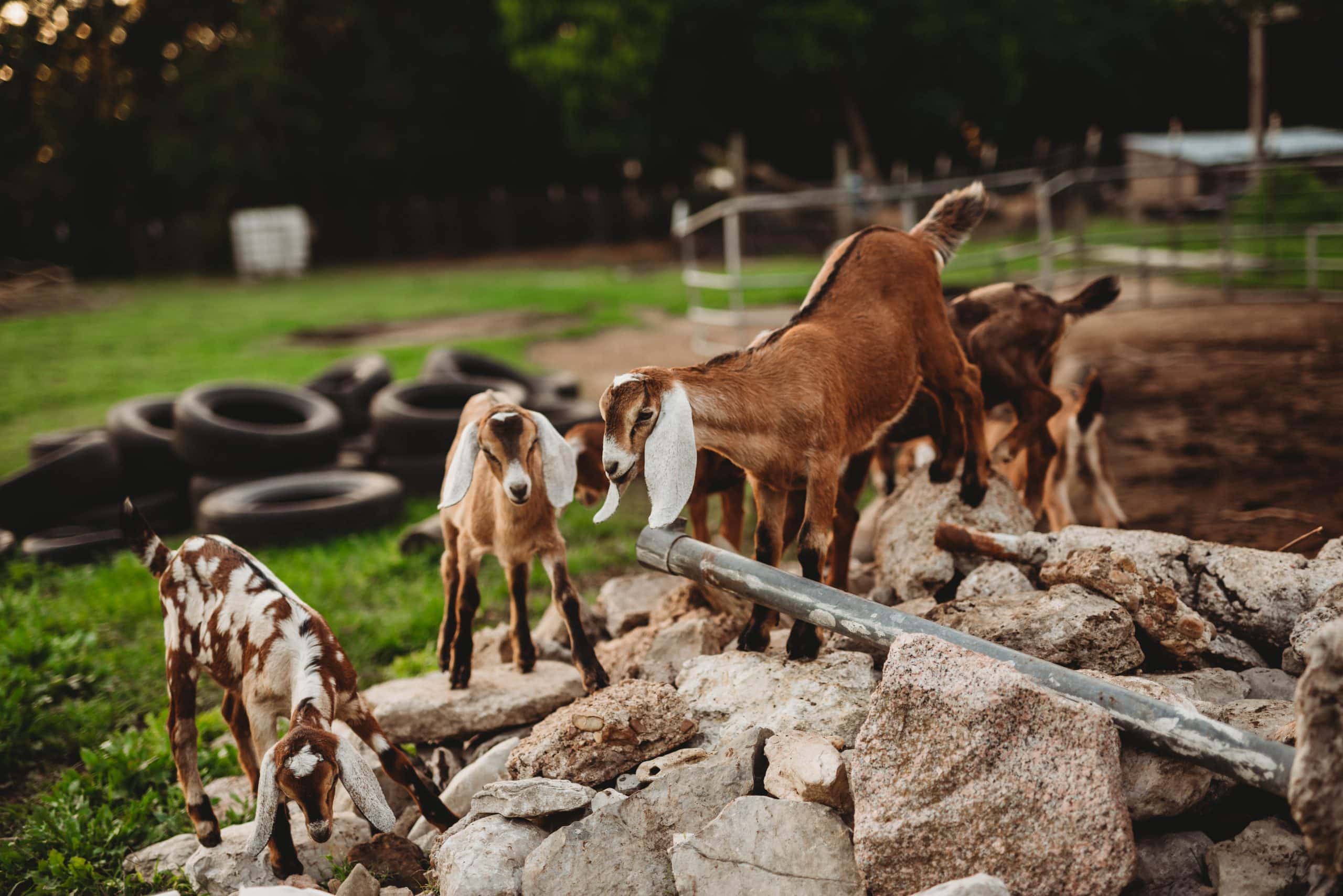 Babies and Puppies and Kiddies, Oh My! | Personal, The Farm - Jennifer Duke Photography