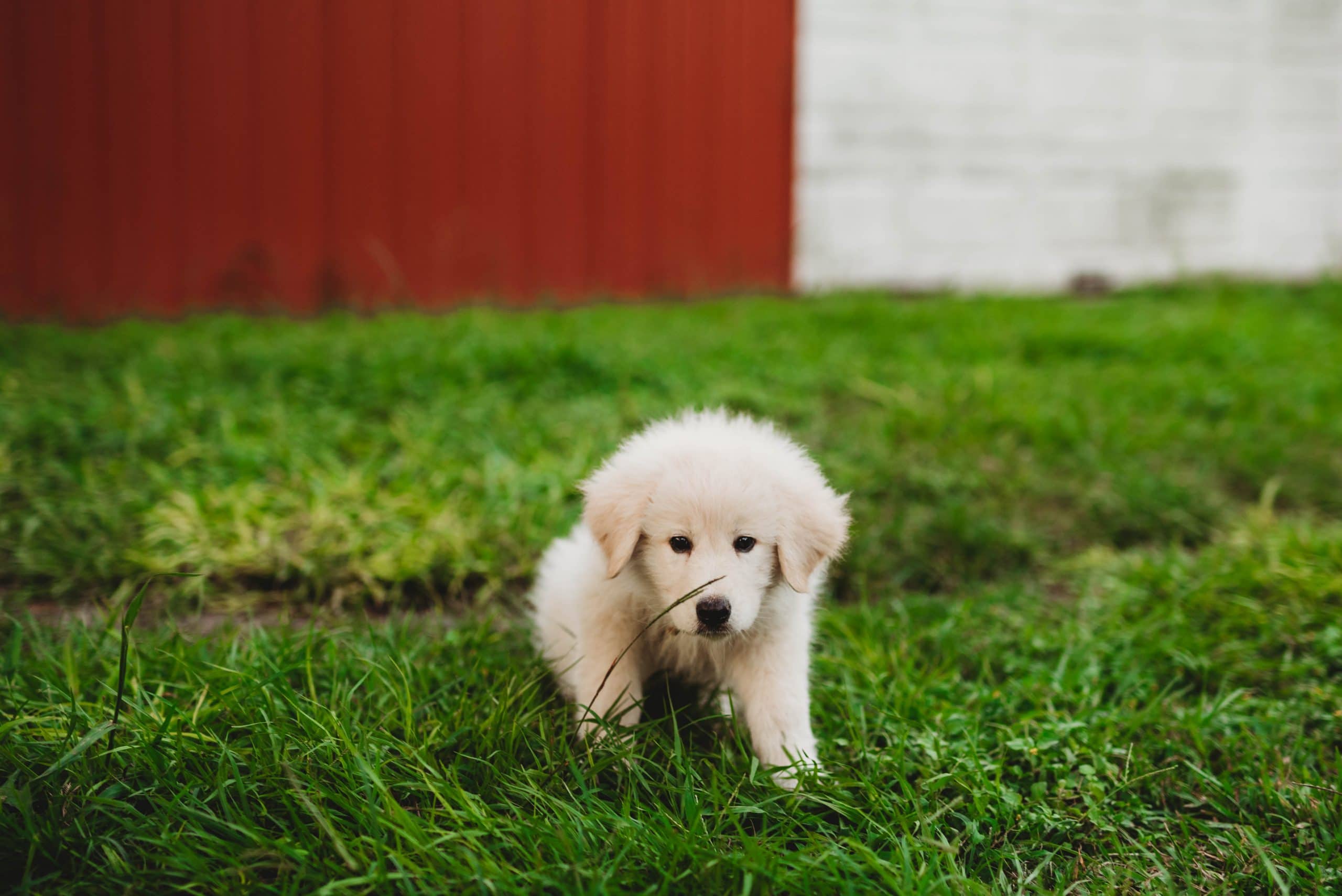 Babies and Puppies and Kiddies, Oh My! | Personal, The Farm - Jennifer Duke Photography