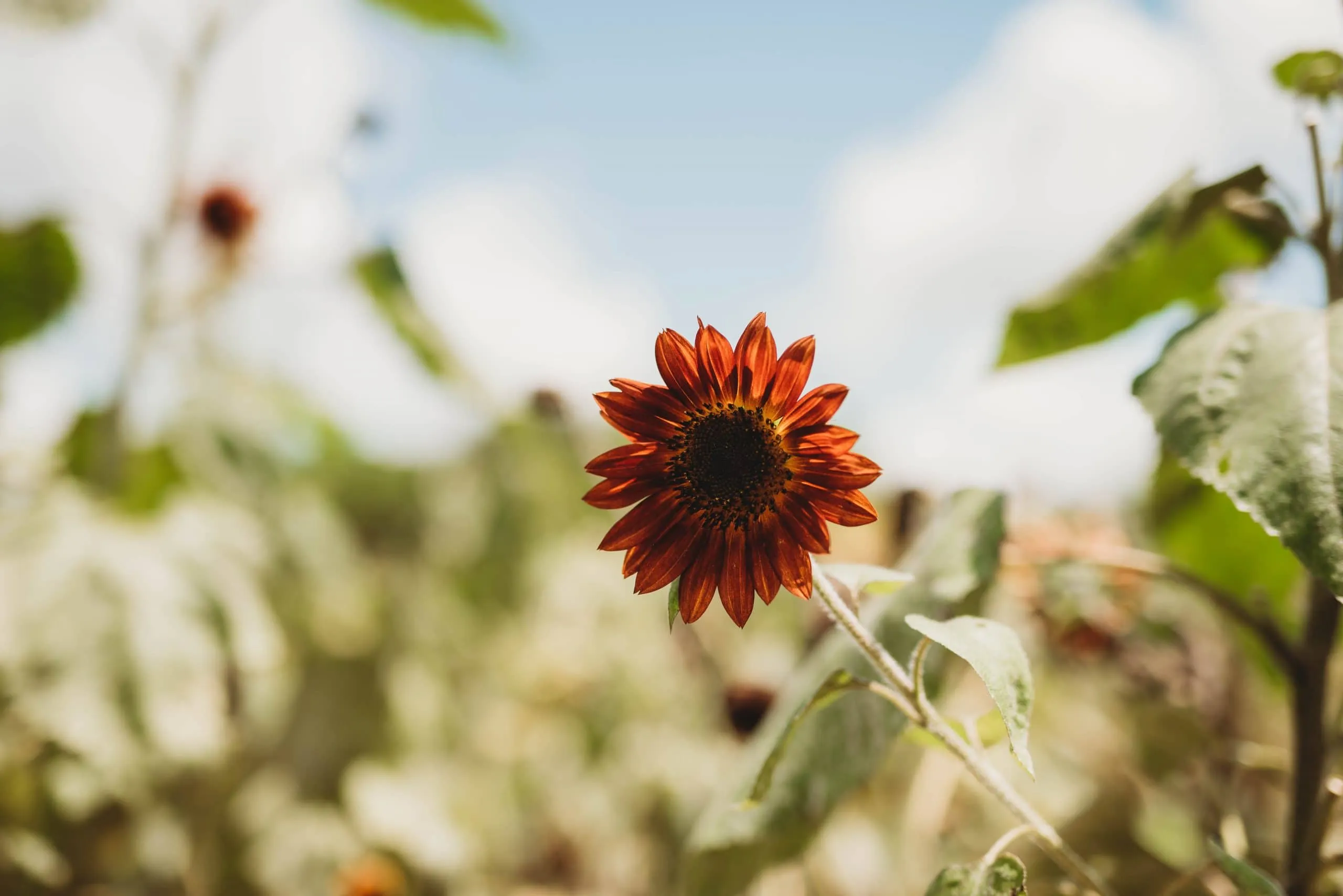 Blackberry Picking with Cousins | Personal - Jennifer Duke Photography