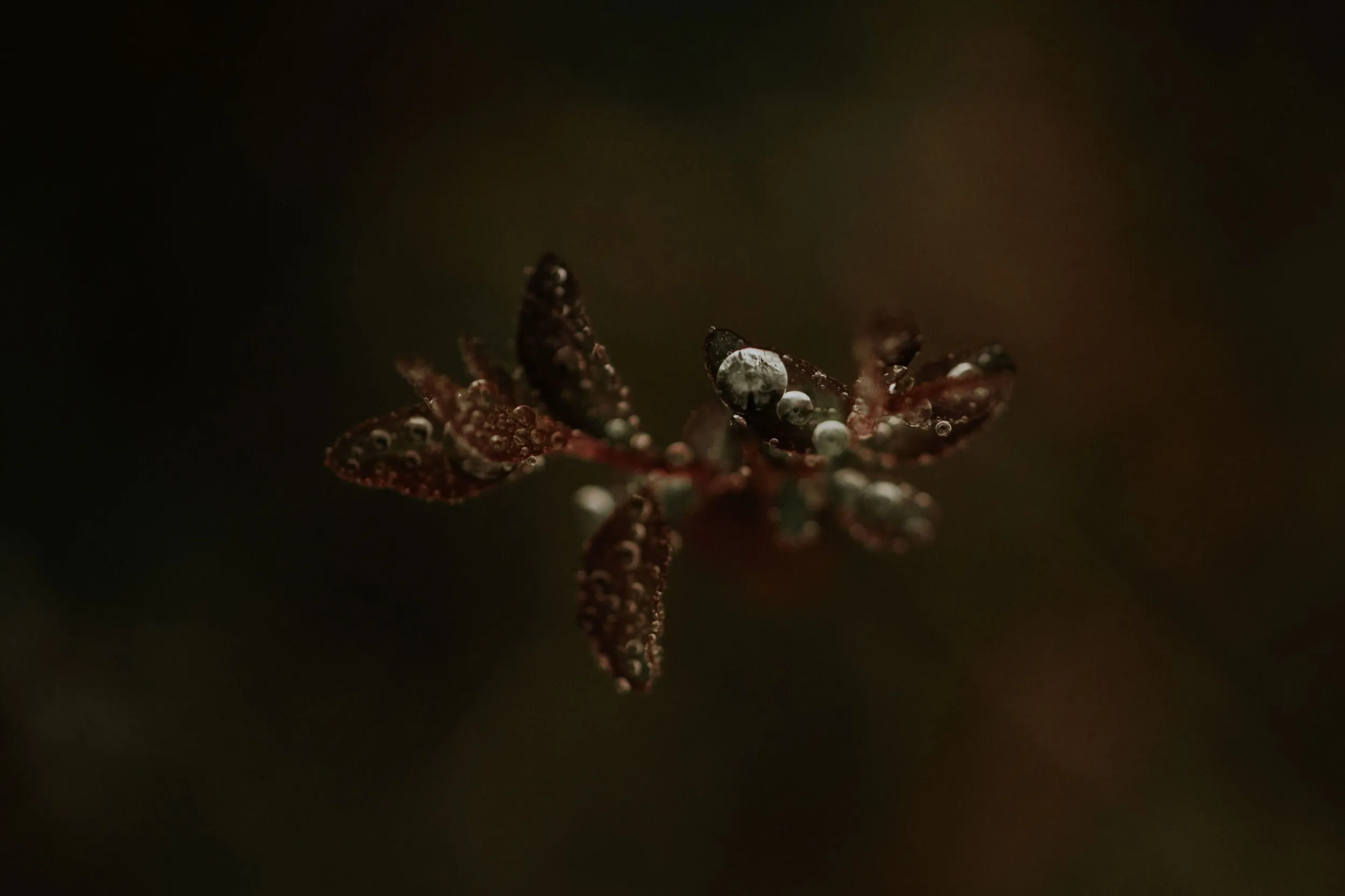 Winter Droplets | Personal - Jennifer Duke Photography